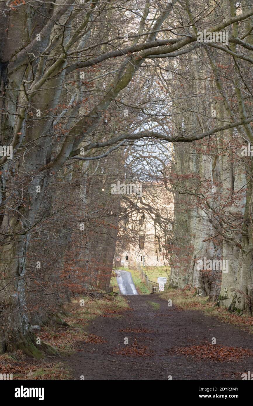 Tunnel through trees hi-res stock photography and images - Alamy