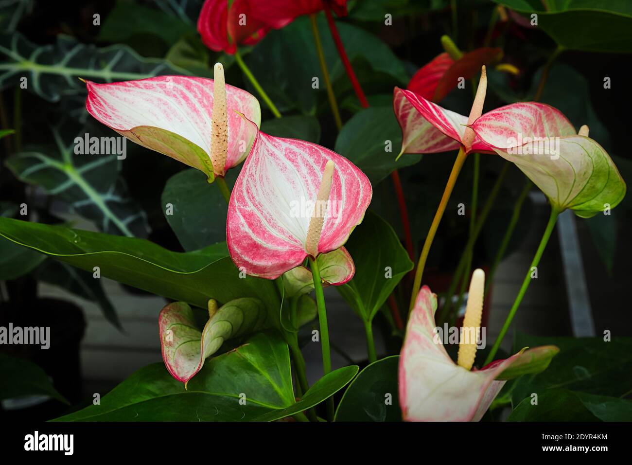 Delicate leaves on a healthy anthurium plant. Stock Photo