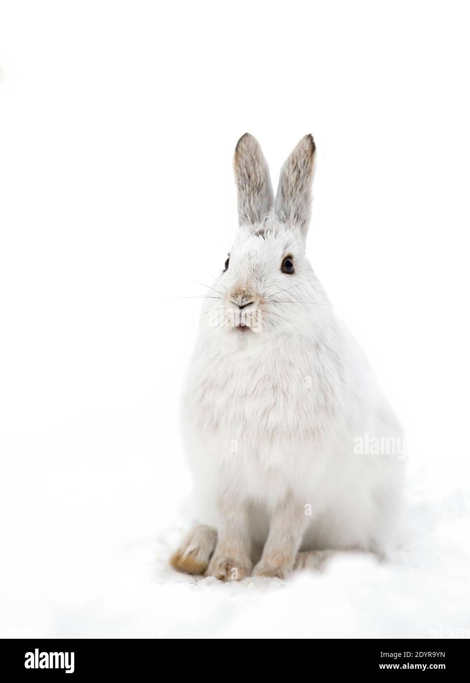 White Snowshoe hare or Varying hare closeup in winter in Canada Stock Photo