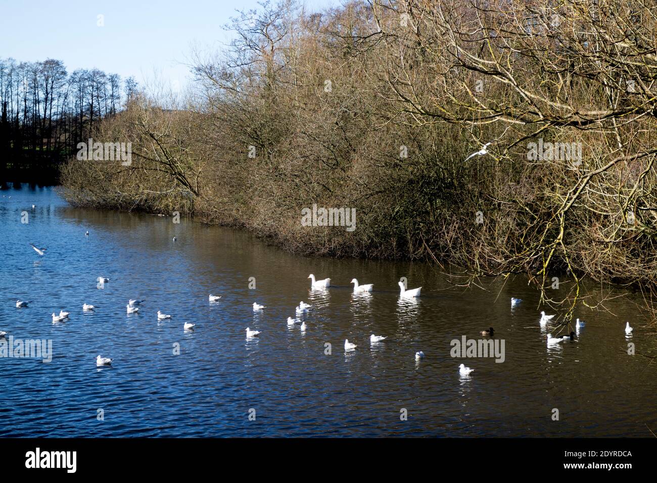The lake at Hillfield Park in winter, Monkspath, Solihull, West Midlands, UK Stock Photo