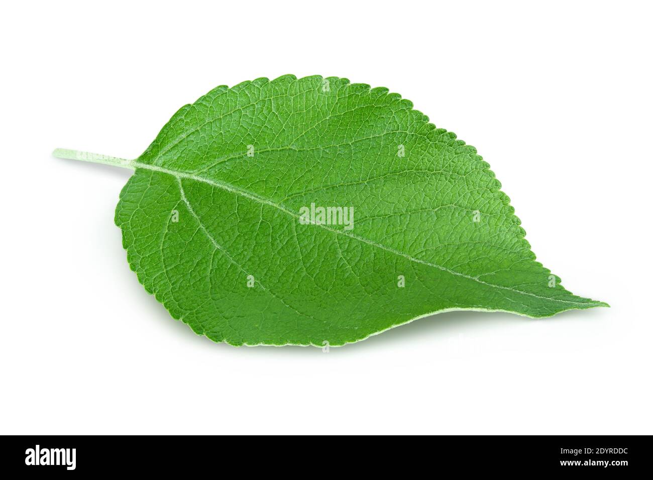 Apple leaf isolated on white background with clipping path Stock Photo ...