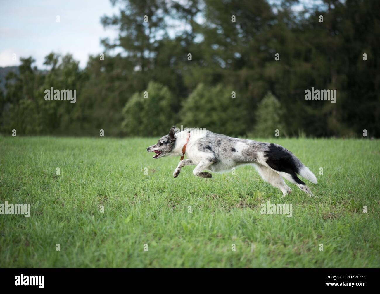 Border collie in grass field hi-res stock photography and images - Alamy