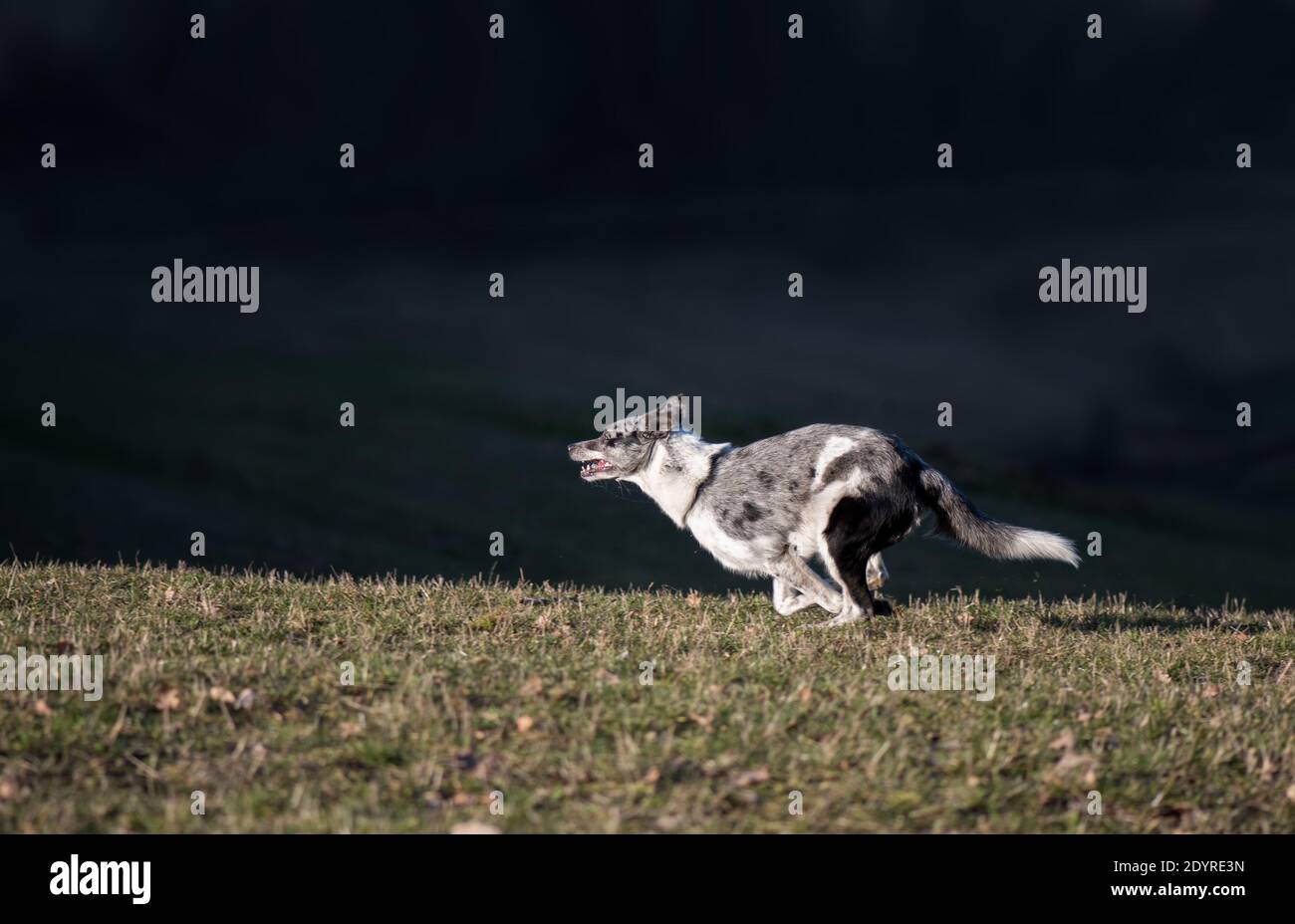 Running dog. Border collie in the field. Stock Photo