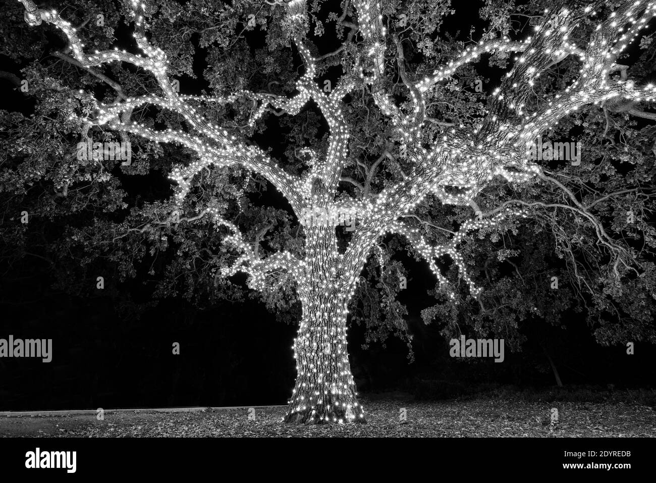 Black and white view of old tree wrapped in decorative holiday christmas lights. Stock Photo