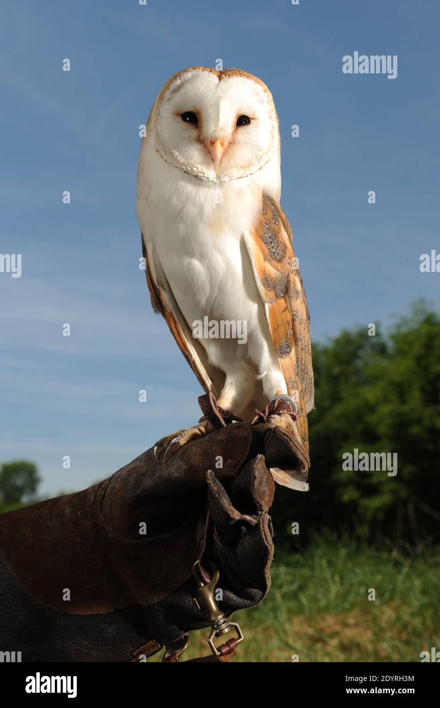 Chouette Effraie High Resolution Stock Photography And Images Alamy Chouette Effraie High Resolution Stock Photography And Images Alamy