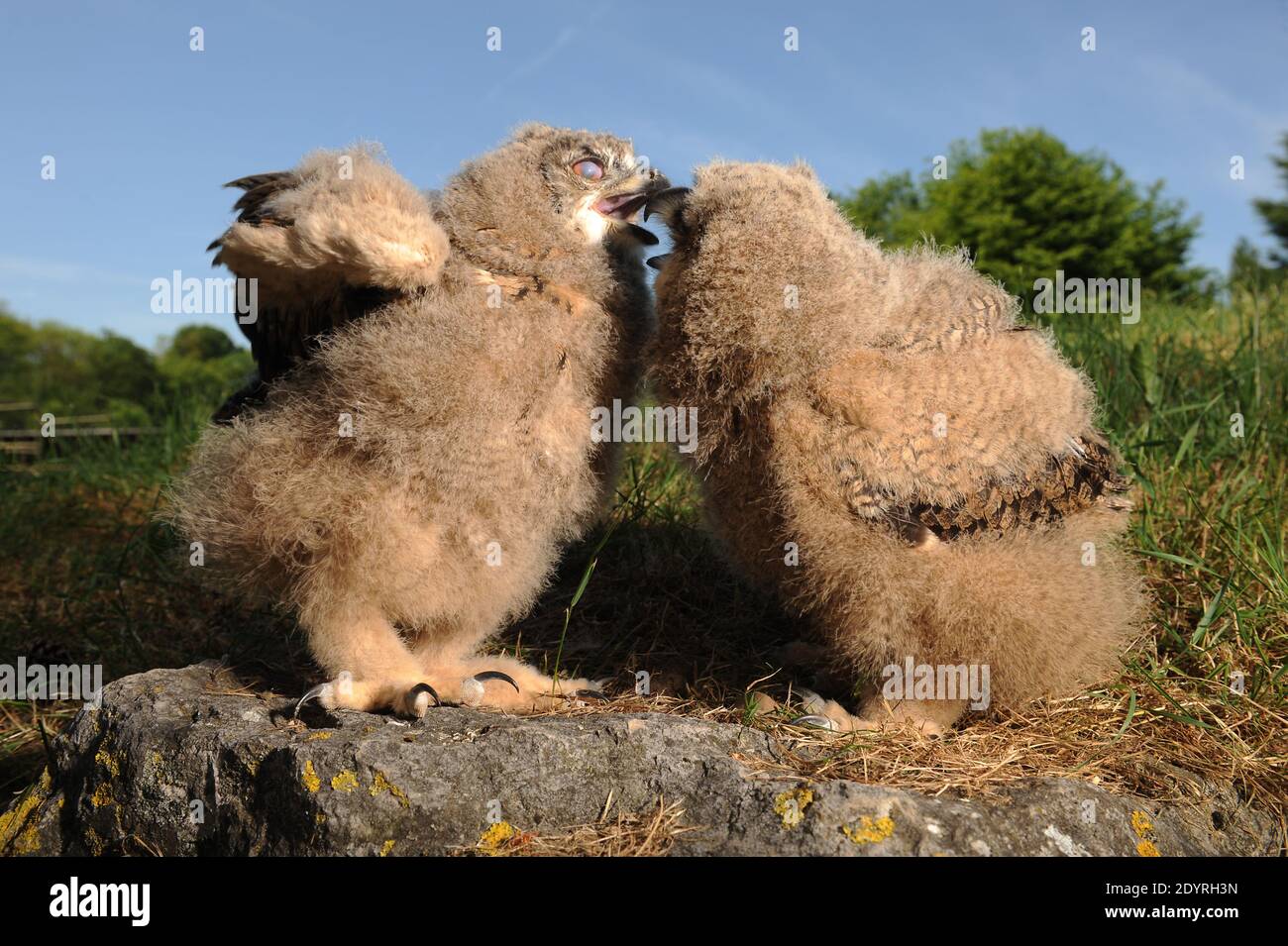 The Eurasian Eagle Owl Babies Hibou Grand Duc Bubo Bubo Pictured At Les Aigles Du Leman Park In Sciez France On June 18 13 The Eurasian Eagle Owl Is A Species Of Eagle Owl Resident In The Eurasian Eagle Owl Babies Hibou Grand Duc Bubo Bubo Pictured At Les Aigles Du Leman Park In Sciez France On June 18 13 The Eurasian Eagle Owl Is A Species Of Eagle Owl Resident In
