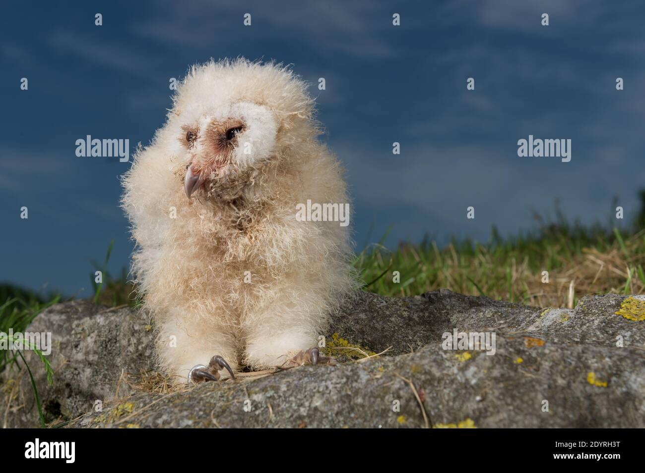 The baby Barn Owl (Chouette Effraie-Tyto alba) aged 3 weeks pictured at 'Les Aigles du Leman' Park in Sciez, France, on June 18, 2013. It is a night-animal. The Barn Owl nests in bell towers and/or in old houses. We can find in the city center of Lausanne. Photo by Loona/ABACAPRESS.COM Stock Photo