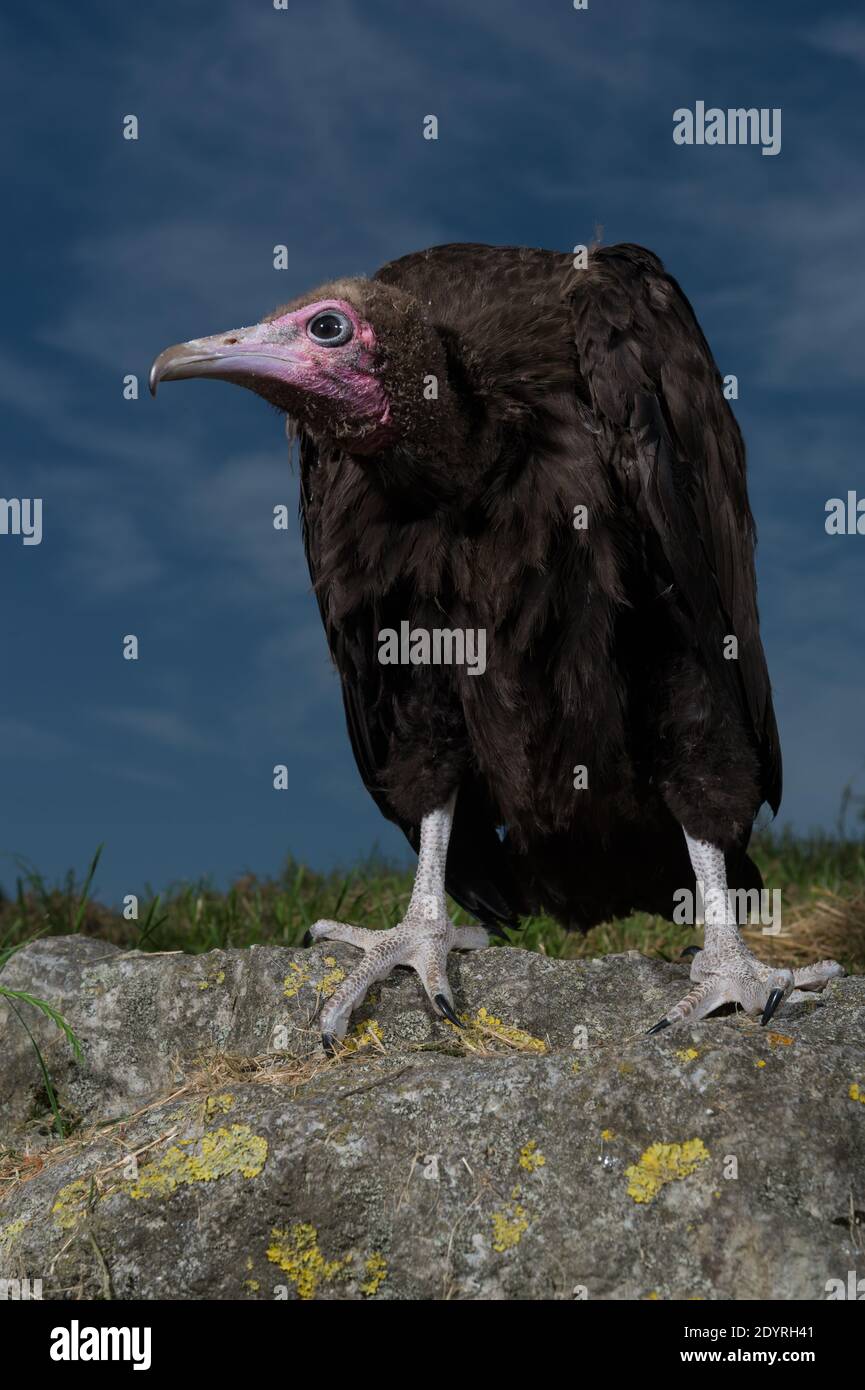 Page 2 Vulture Egg High Resolution Stock Photography And Images Alamy