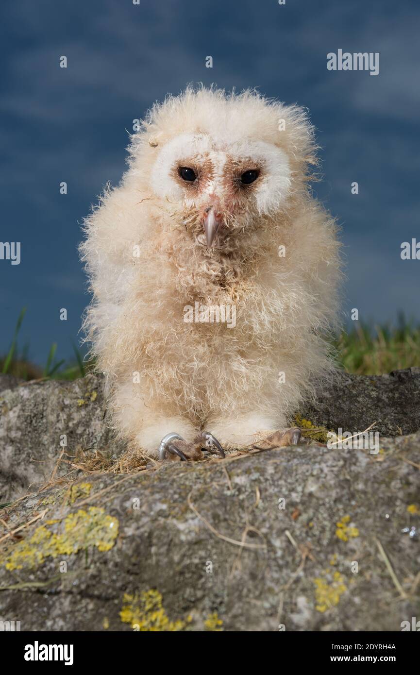 Chouette Effraie High Resolution Stock Photography And Images Alamy Chouette Effraie High Resolution Stock Photography And Images Alamy