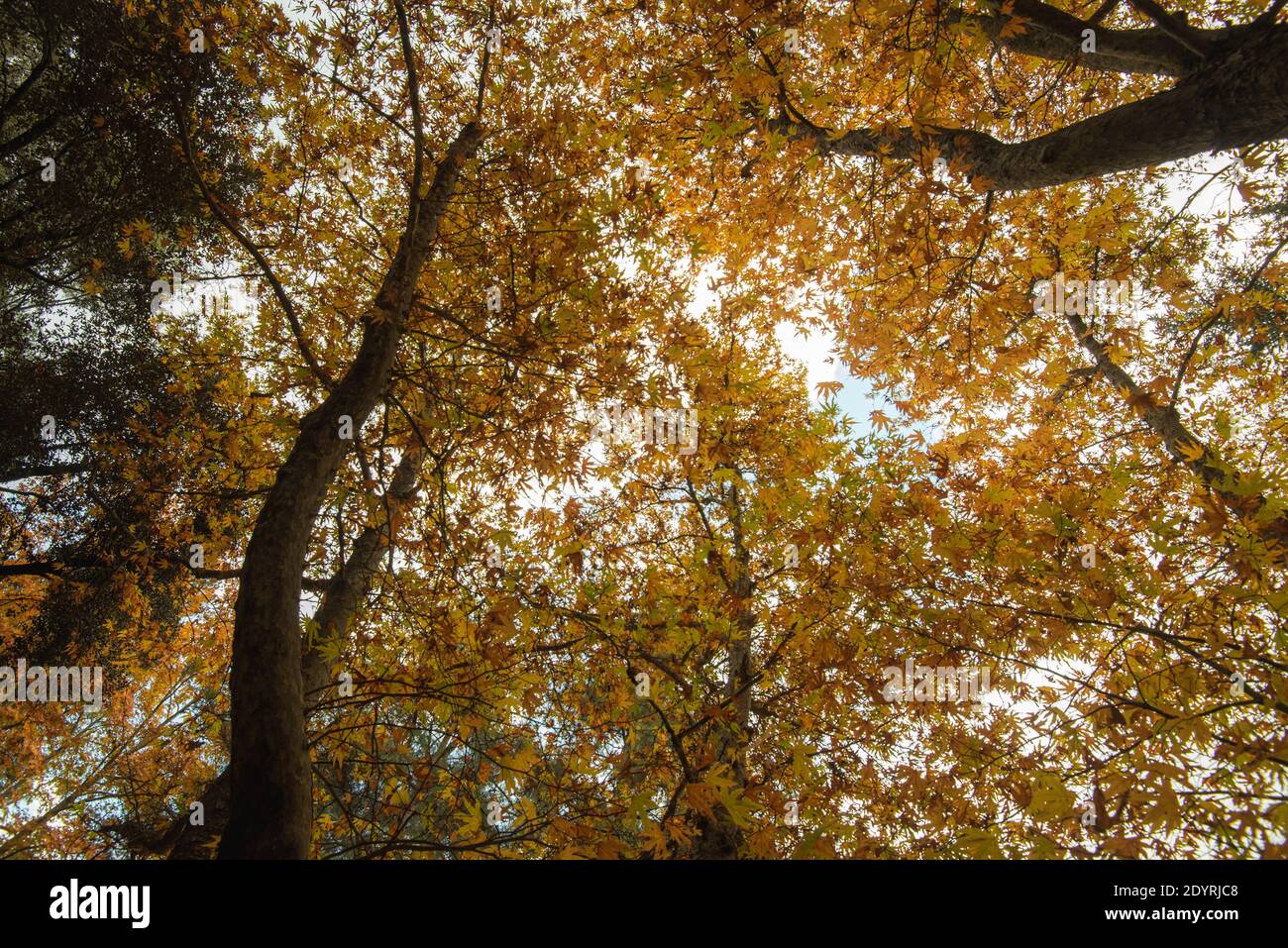 Low angle view of tree trunk tops with yellow leaves in Autumn Stock ...