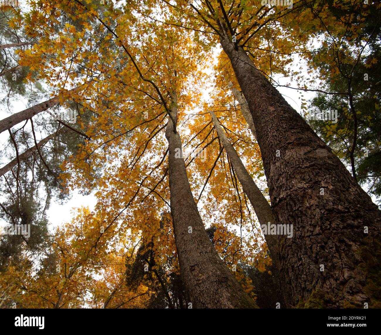 Low angle view of tree trunk tops with yellow leaves in Autumn Stock ...