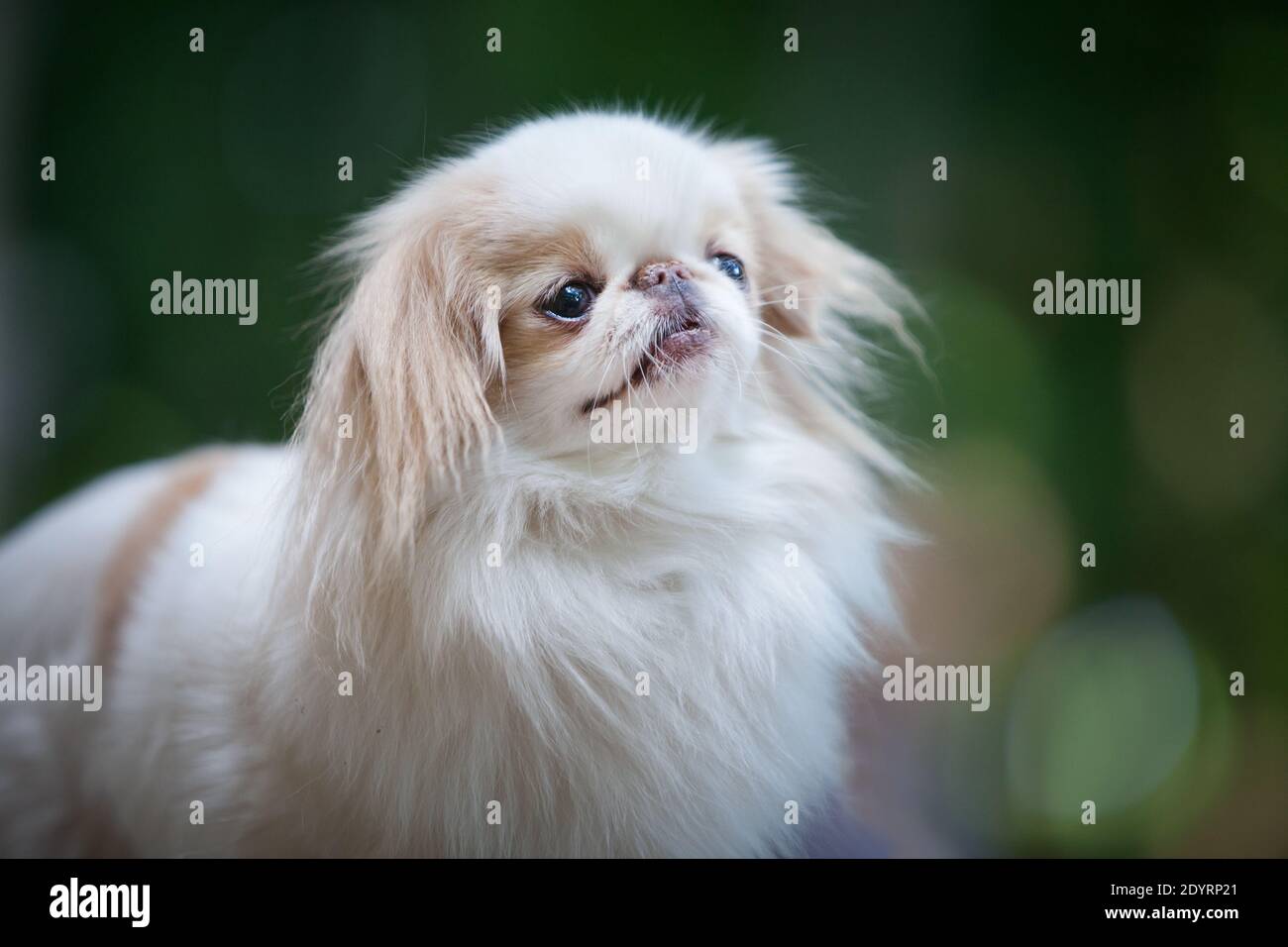 portrait-of-a-romantic-white-