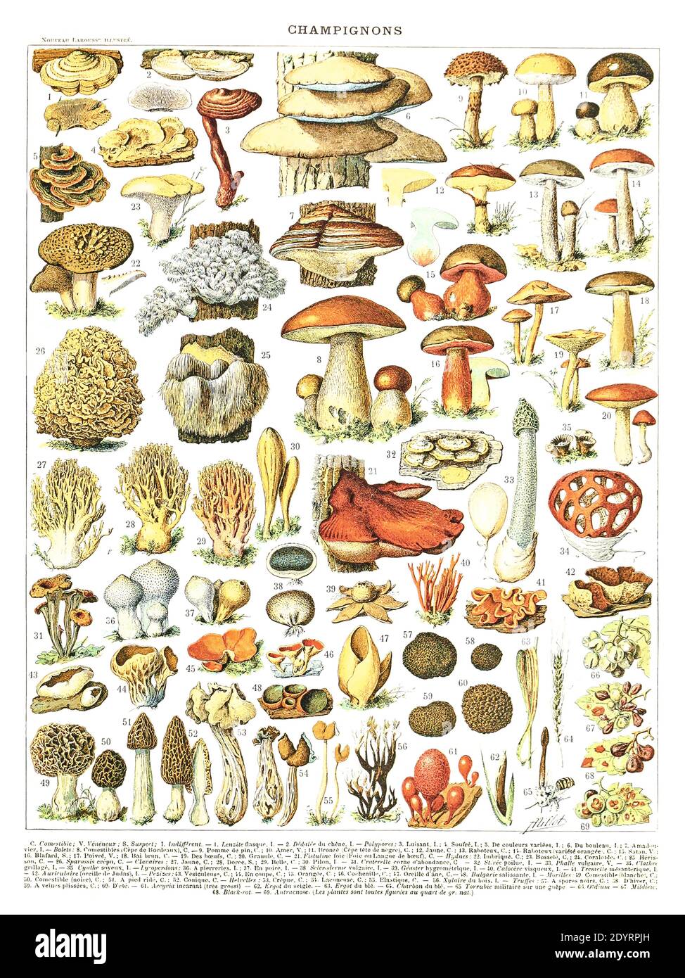 Champignons by Adolphe Millot 1905 Vintage illustration of Mushrooms. Digitally enchanted and high resolution photographic reproduction. Stock Photo