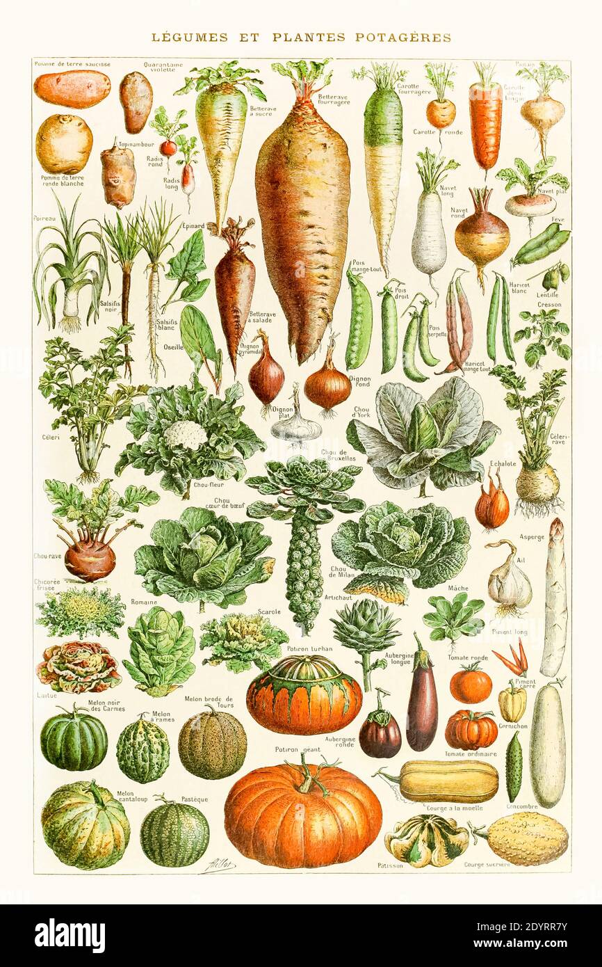 Legumes by Adolphe Millot 1905 Vintage illustration of Vegetables. Digitally enchanted and high resolution photographic reproduction. Stock Photo