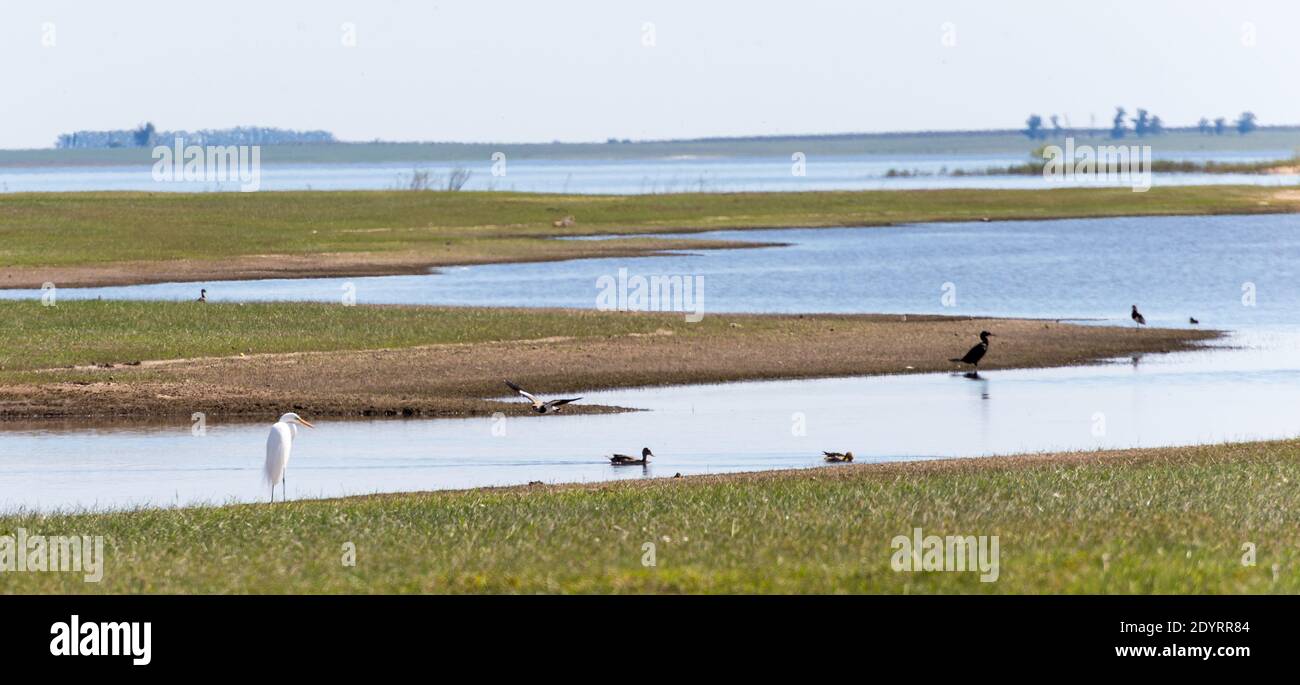 A calm seascape view with various birds on a shore in Uruguay, Tacuarembo, San Gregorio de Polanco Stock Photo