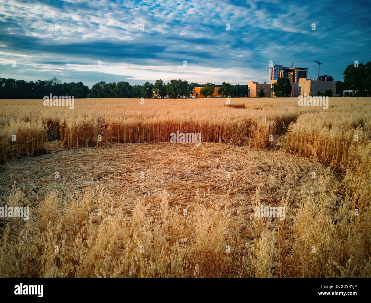 Mysterious crop circle in oat field near the city at the evening sunset. Stock Photo