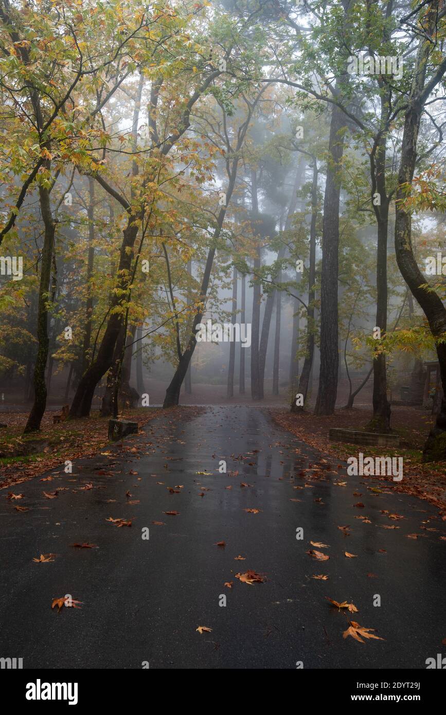 Autumn landscape with empty road and yellow leaves on the trees. Stock Photo