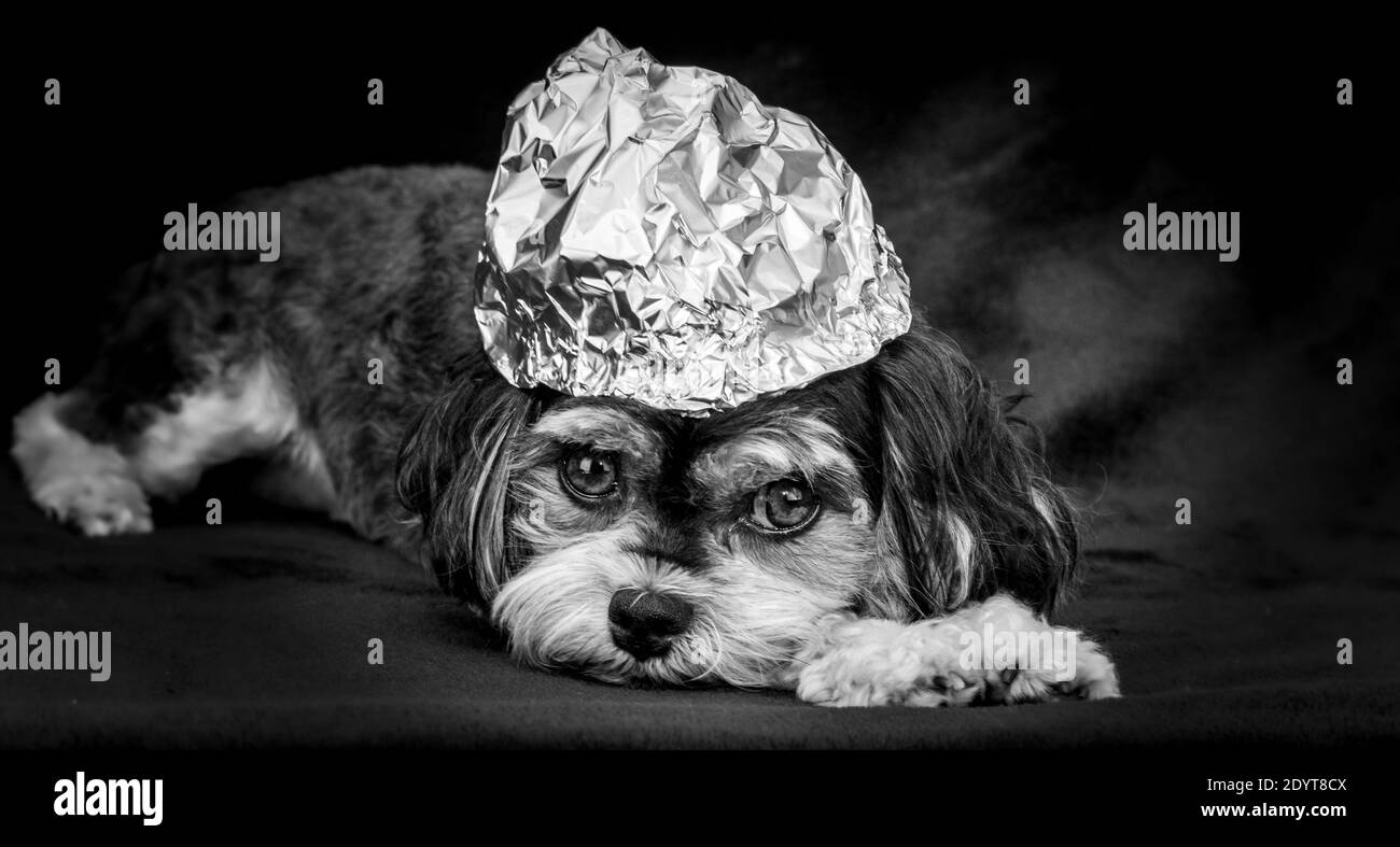 afraid puppy with tinfoil hat on its head to protect its thoughts from UFOs, black background, conspiracy theory concept. Stock Photo