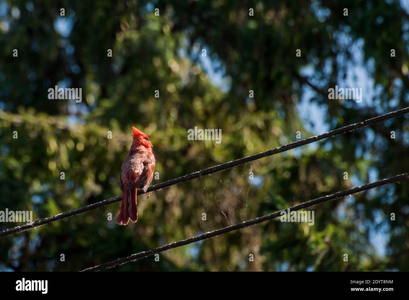 Vadnais Heights, Minnesota.  Male Northern Cardinal, Cardinalis cardinalis, sitting on high wire in the summer during his molting stage. Stock Photo
