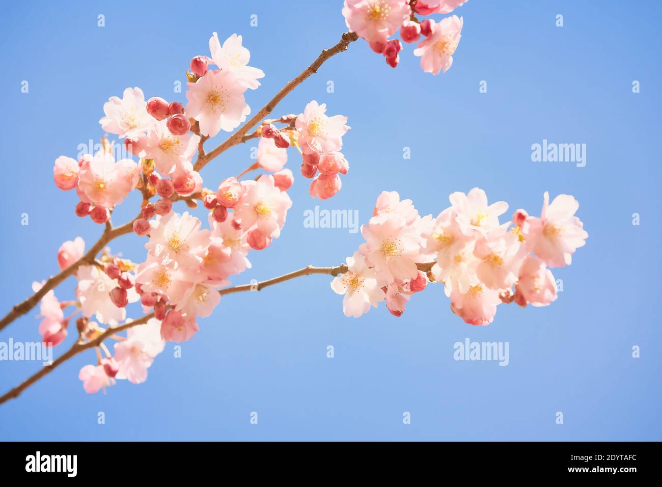 Pink Cherry blossom branch in bloom. Spring concept Stock Photo - Alamy