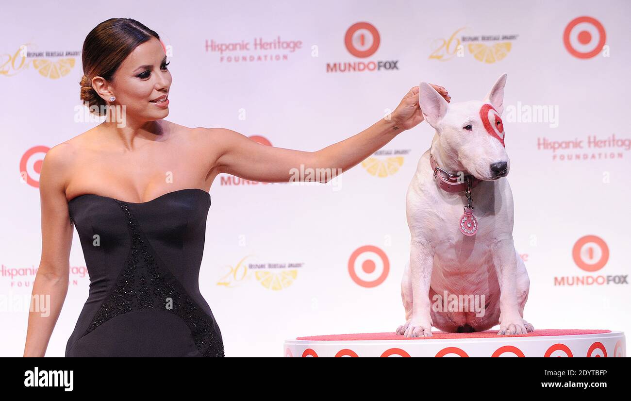 Bullseye bull terrier on sale