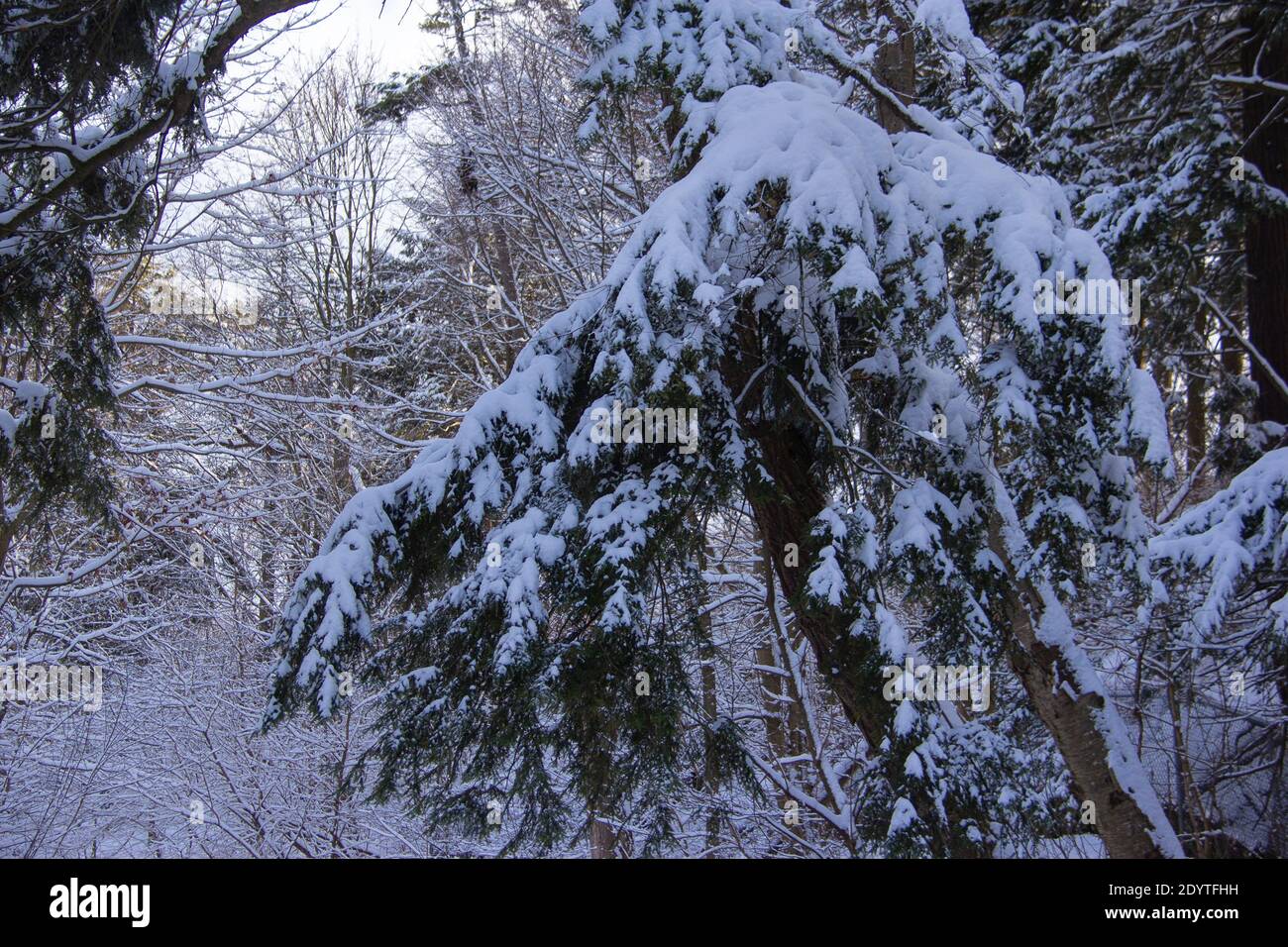 Snowfall on pine trees hi-res stock photography and images - Alamy