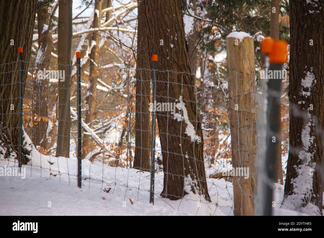 Wire fence in winter Stock Photo