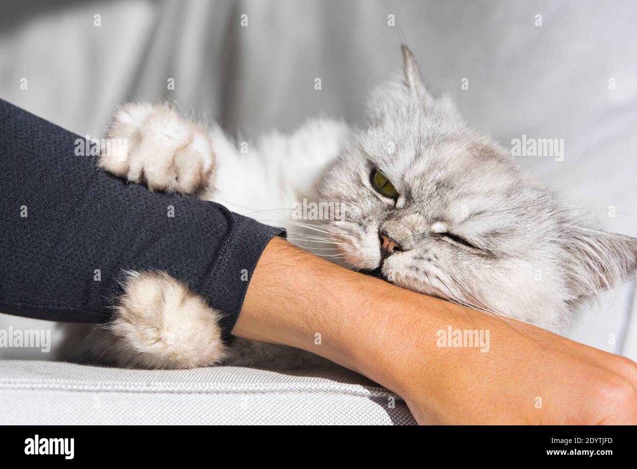 Playful persian fluffy cat biting and scratching hand. Cat playing