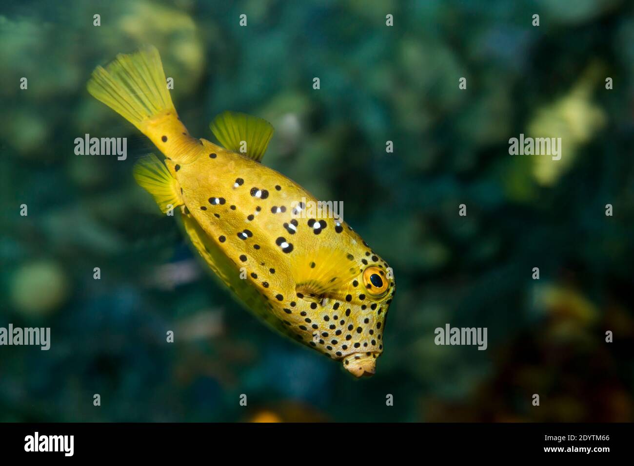 Apple Valley, Minnesota.  Yellow boxfish; Ostracion cubicus. Stock Photo
