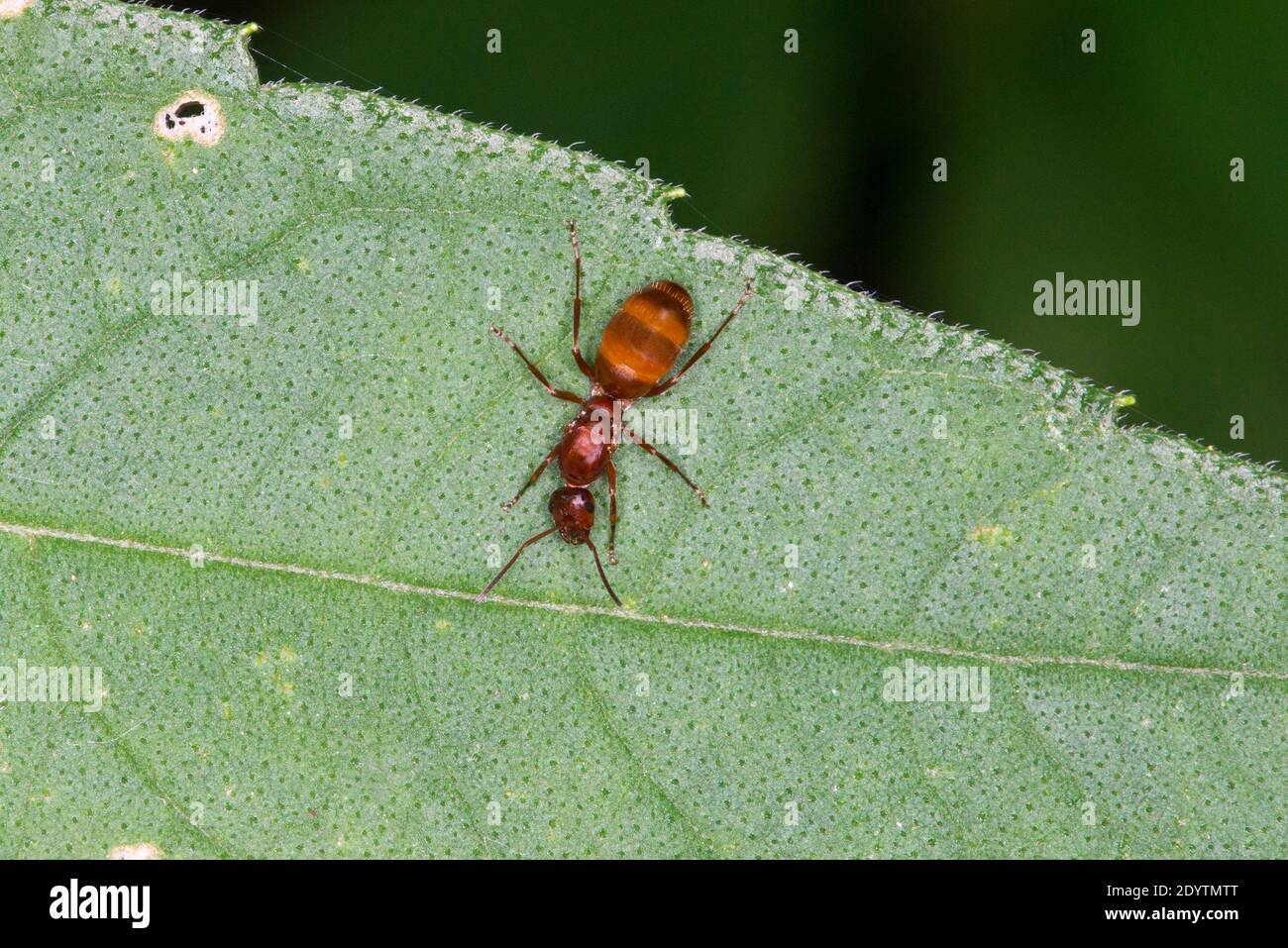 Kansas City, Kansas.   A Queen False Honey Ant, Prenolepis imparis. Also called the  Winter ant. Stock Photo