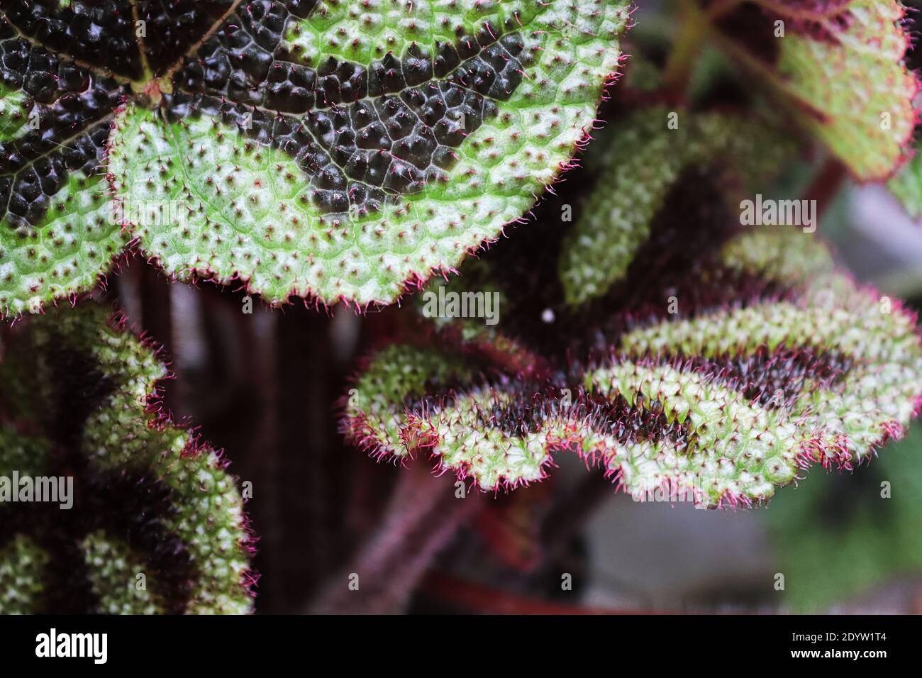 Macro of the puckered leafes on a iron cross begonia. Stock Photo