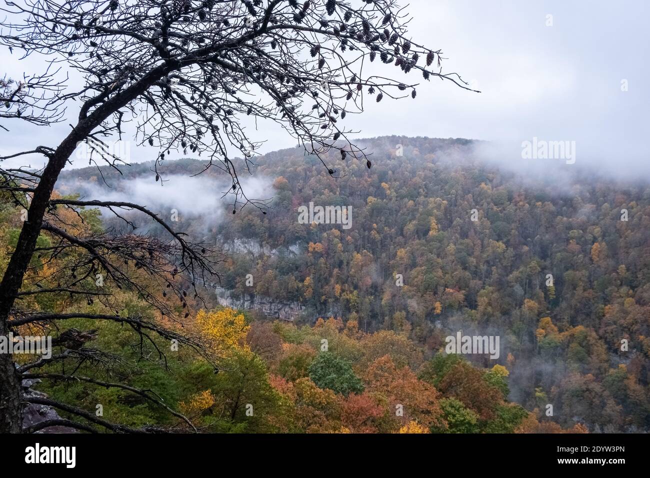 Foggy Mountain Tree Breaks Interstate Park Virginia Stock Photo Alamy