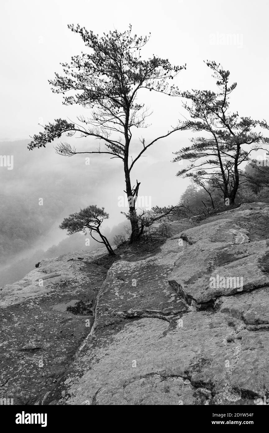 Foliage trees leaves Black and White Stock Photos & Images - Alamy