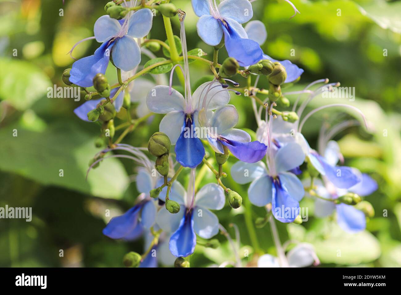 Closeup of the blue butterfly bush flowers. Stock Photo