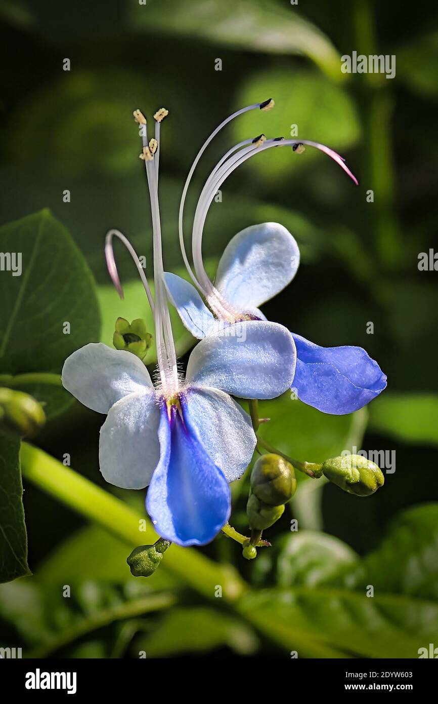 Macro vertical of the blue butterfly bush flowers. Stock Photo