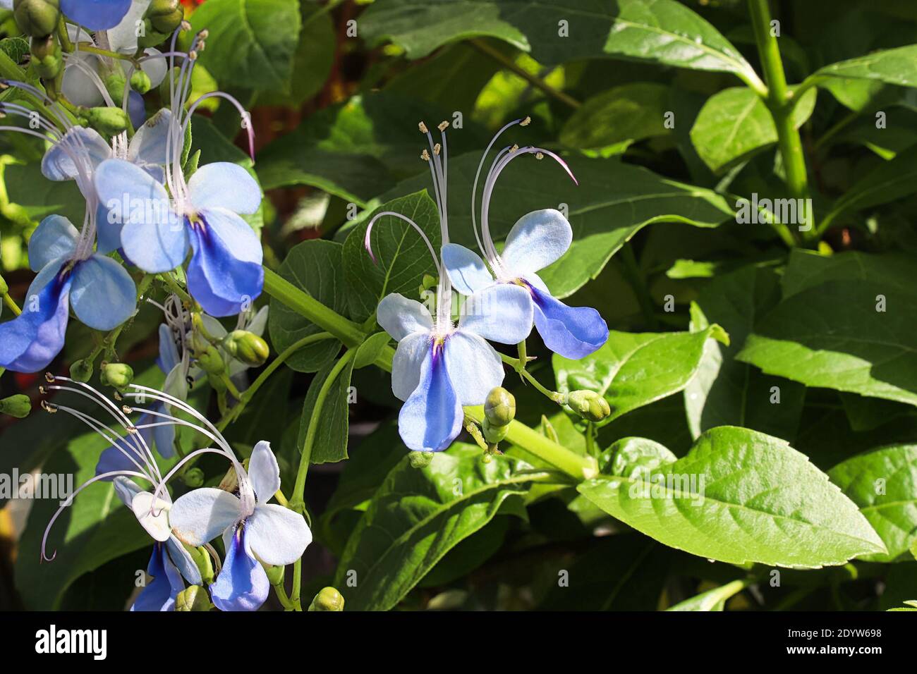 Closeup of the blue butterfly bush flowers. Stock Photo