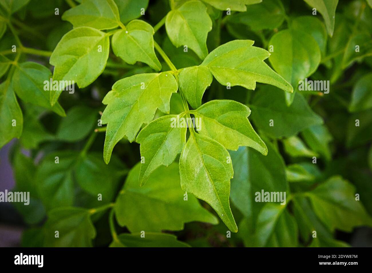 Closeup of the leaves on a china doll plant. Stock Photo