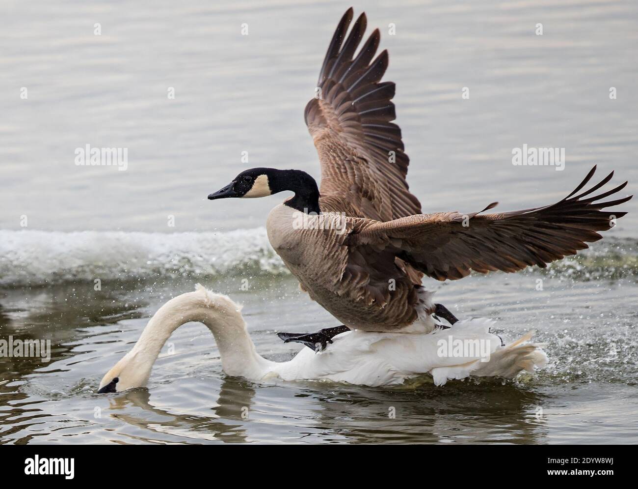 Trampling on hi res stock photography and images Page 6 Alamy