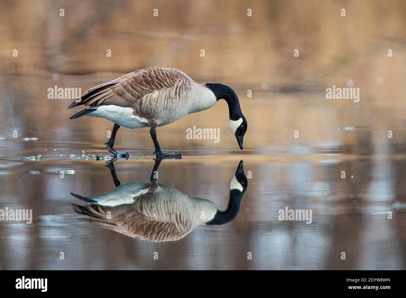 Canada Goose (Branta canadensis) standing on frozen lake looking at own water reflection, Baden-Wuerttemberg, Germany Stock Photo