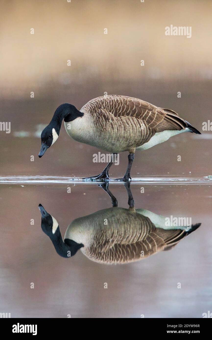 Canada Goose (Branta canadensis) standing on frozen lake looking at own water reflection, Baden-Wuerttemberg, Germany Stock Photo