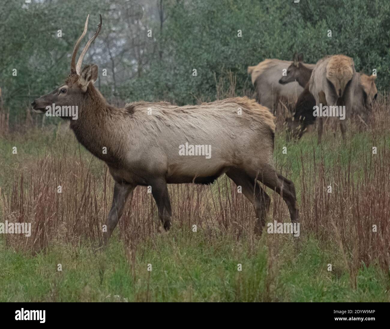 Elk in Breaks Interstate Park Virginia Stock Photo Alamy