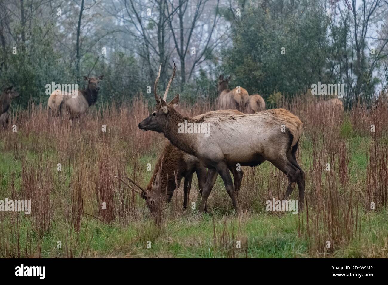 Elk in Breaks Interstate Park Virginia Stock Photo Alamy