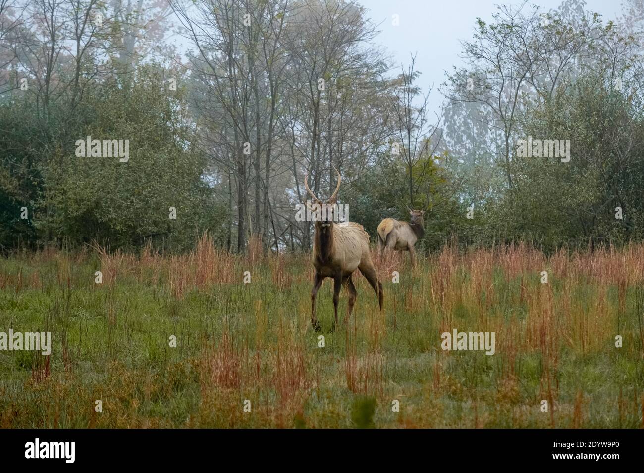 Elk in Breaks Interstate Park Virginia Stock Photo Alamy