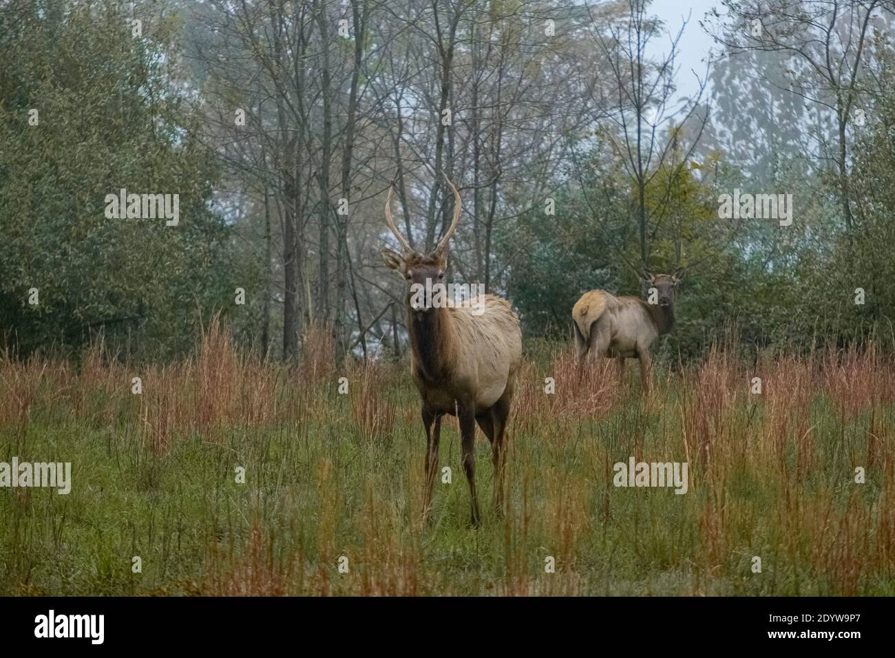 Elk in Breaks Interstate Park Virginia Stock Photo Alamy