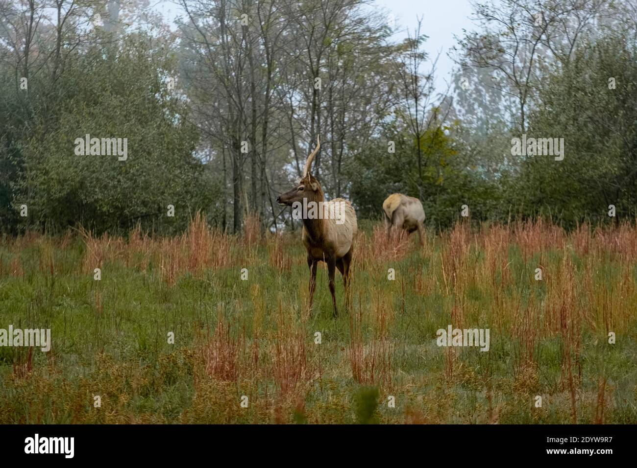 Elk in Breaks Interstate Park Virginia Stock Photo Alamy