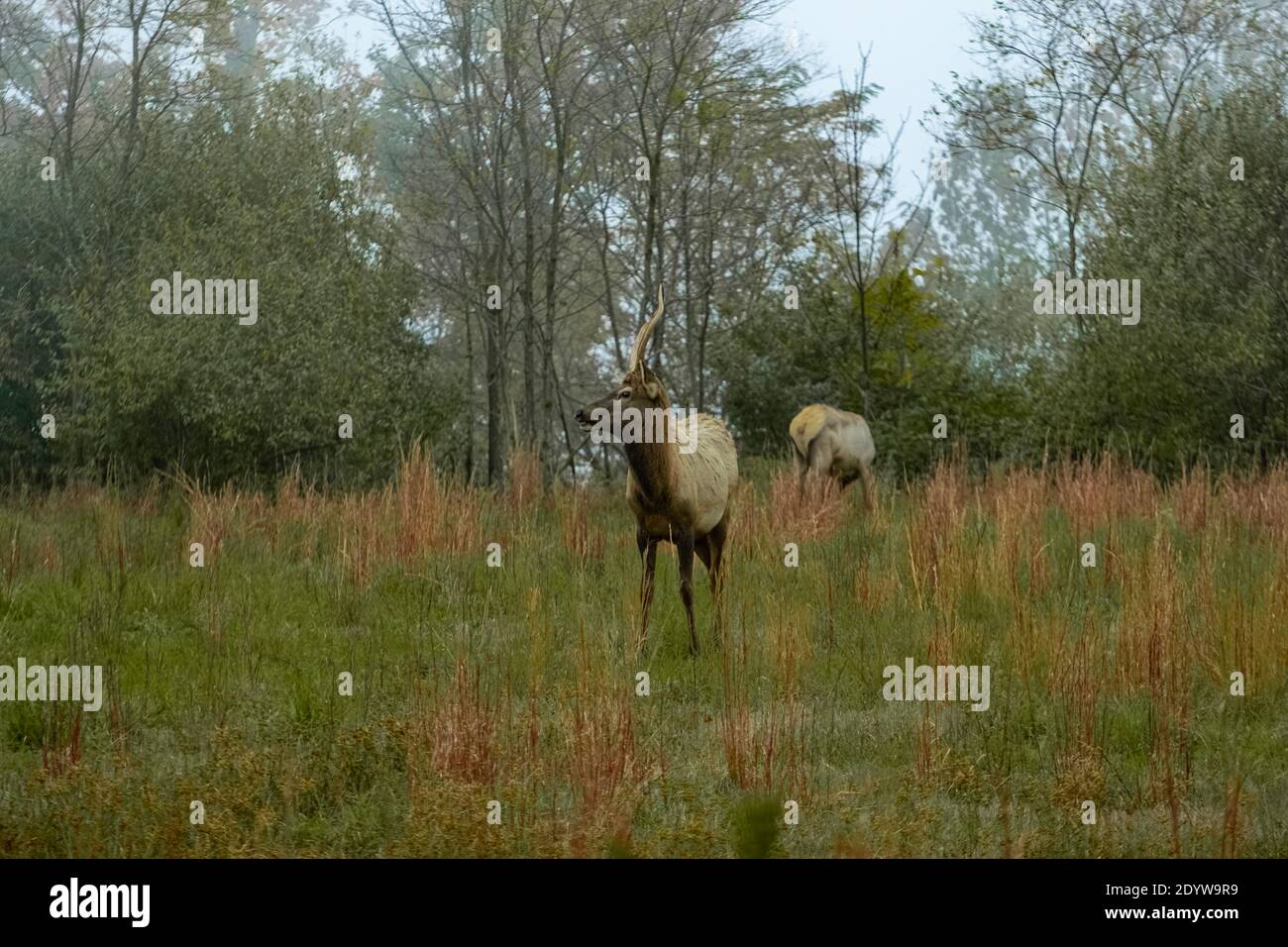 Elk in Breaks Interstate Park Virginia Stock Photo Alamy