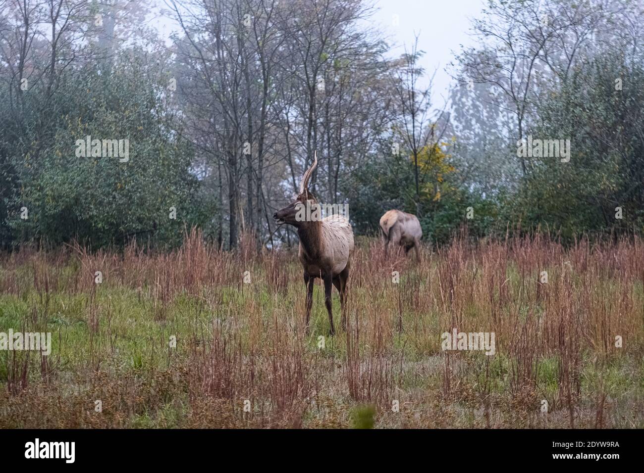 Elk in Breaks Interstate Park Virginia Stock Photo Alamy