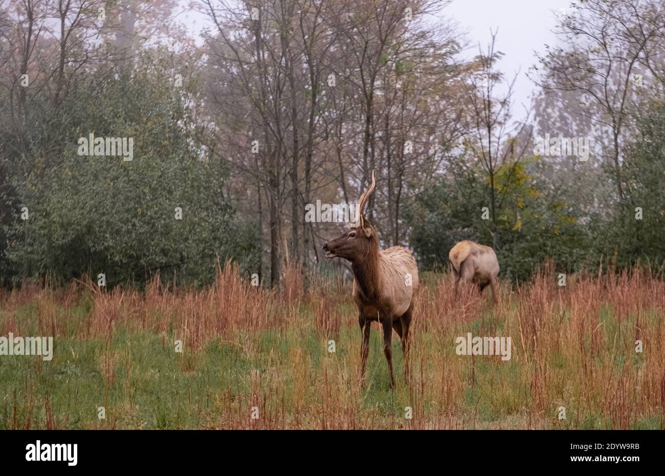 Elk in Breaks Interstate Park Virginia Stock Photo Alamy