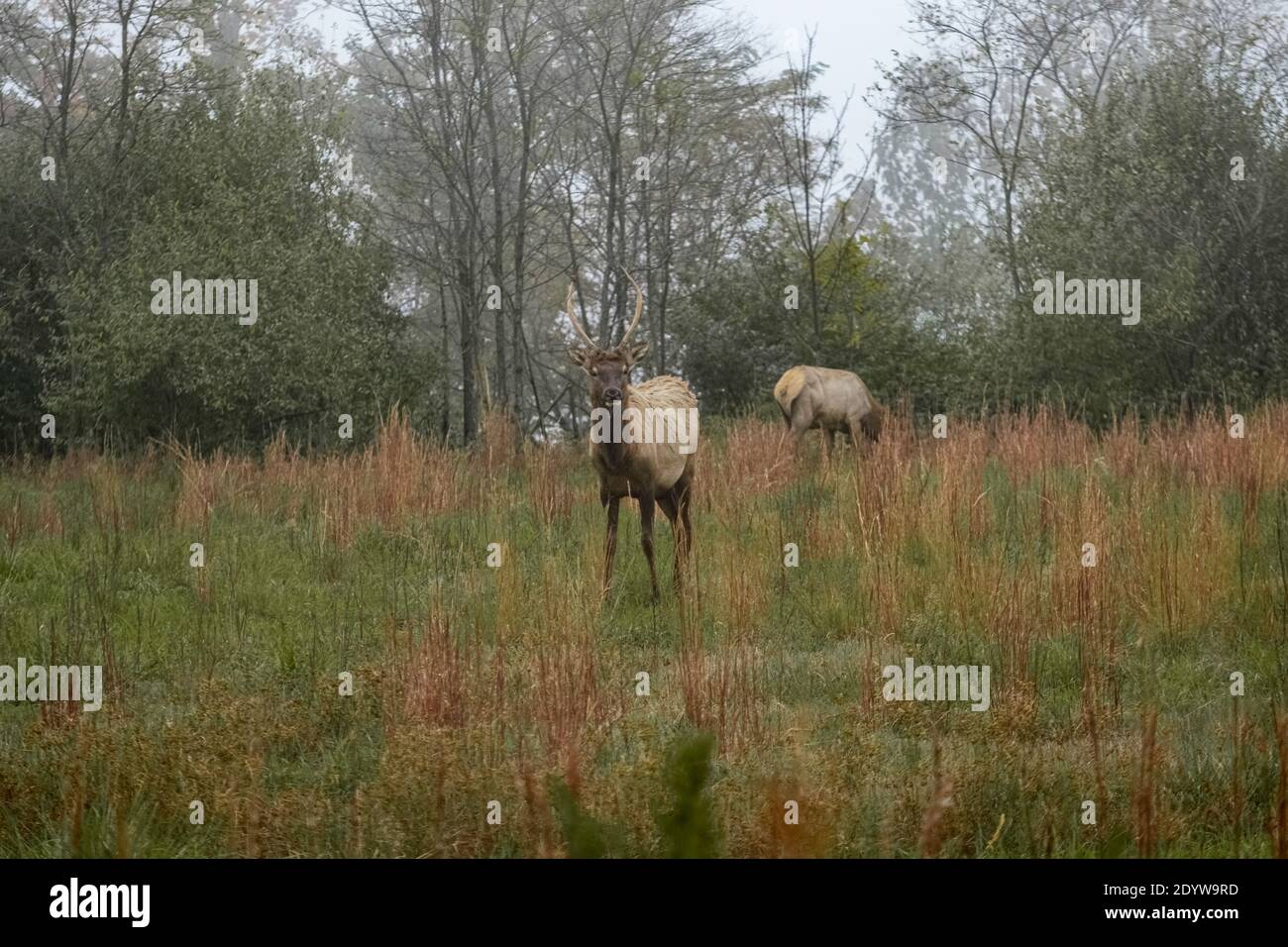 Elk in Breaks Interstate Park Virginia Stock Photo Alamy