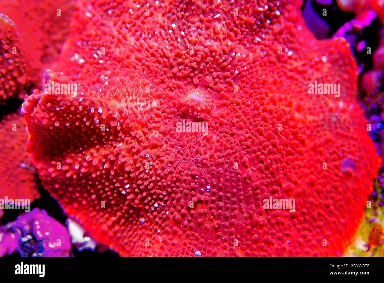Månens overflade lige Boost Ultra Red Discosoma Mushroom Coral - (Actinodiscus sp Stock Photo - Alamy